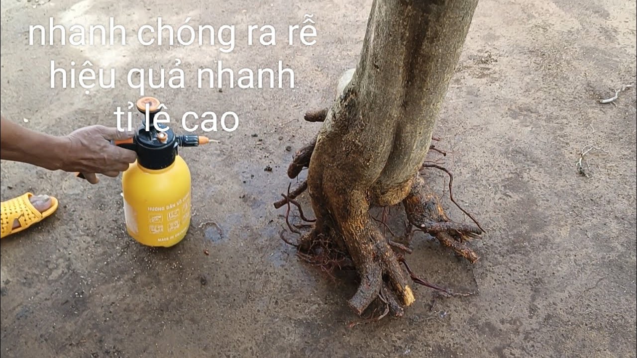 Cách trồng mai phôi , hiệu quả,nhanh chóng ra rễ hiệu quả nhất