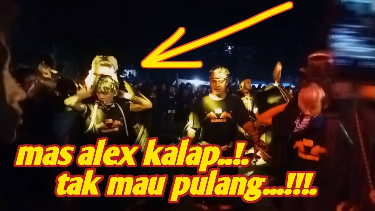mas alex kalap gak mau pulang‼️ maheso suro x laba laba audio tajinan