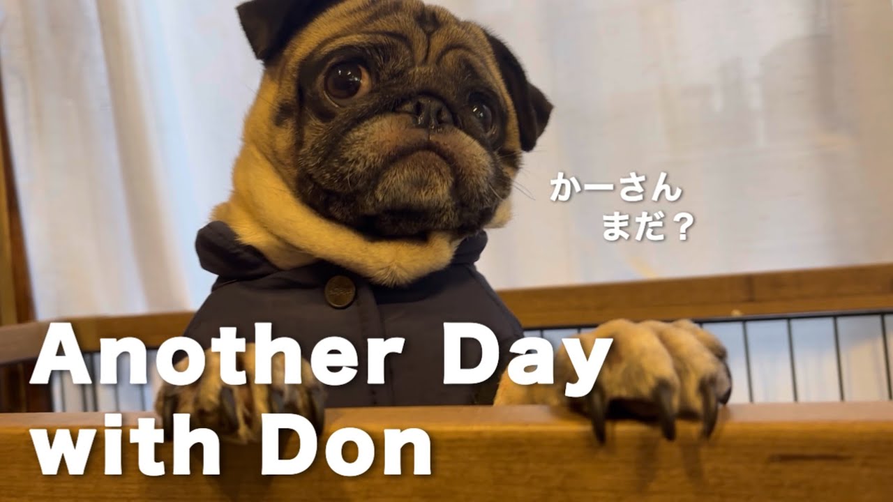 ドンとのある一日｜ANOTHER DAY WITH DON
