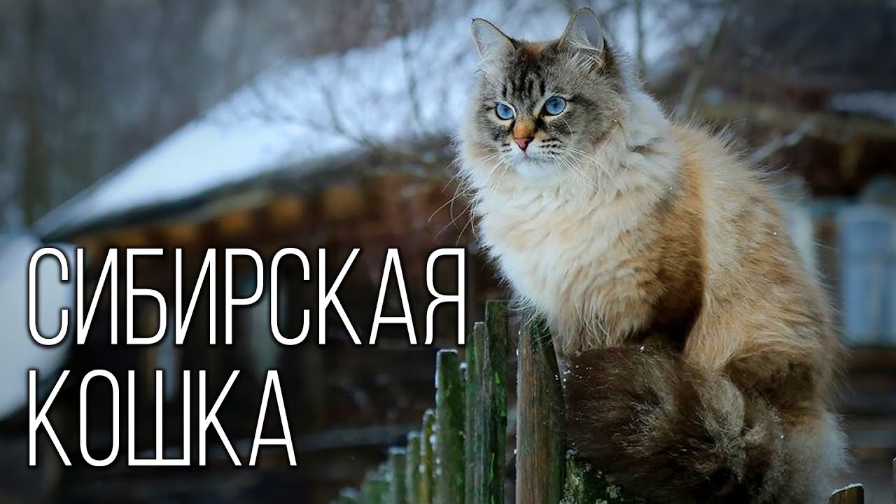Сибирская Кошка: Пушистая Долгожительница | Интересные факты про сибирскую породу кошек