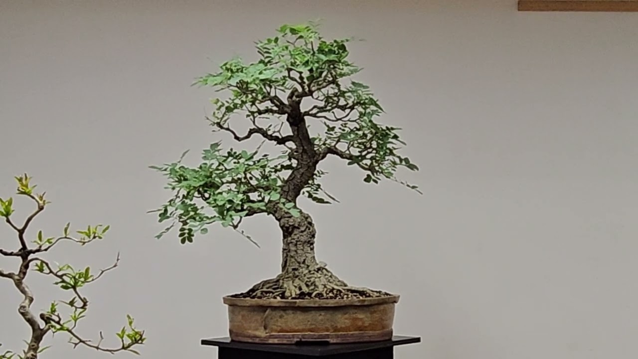 2023 South Australian Bonsai Society Show
