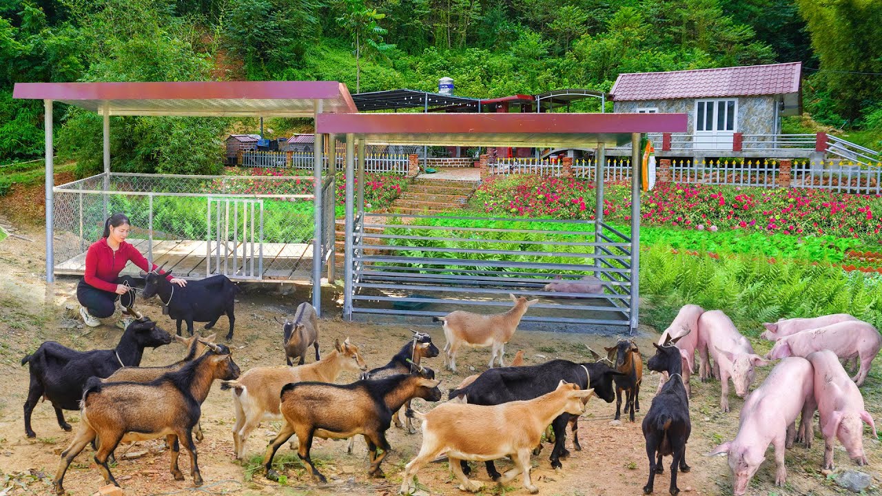 Building a Goat House from Steel Boxes, Wooden Floor & Metal Roof - Bringing the Goats Home!