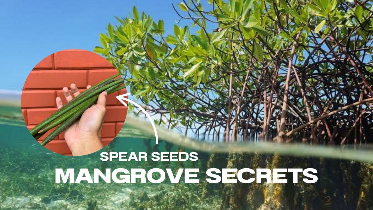 Rhizophora: The Coastal Warrior with Spear-Like Seeds