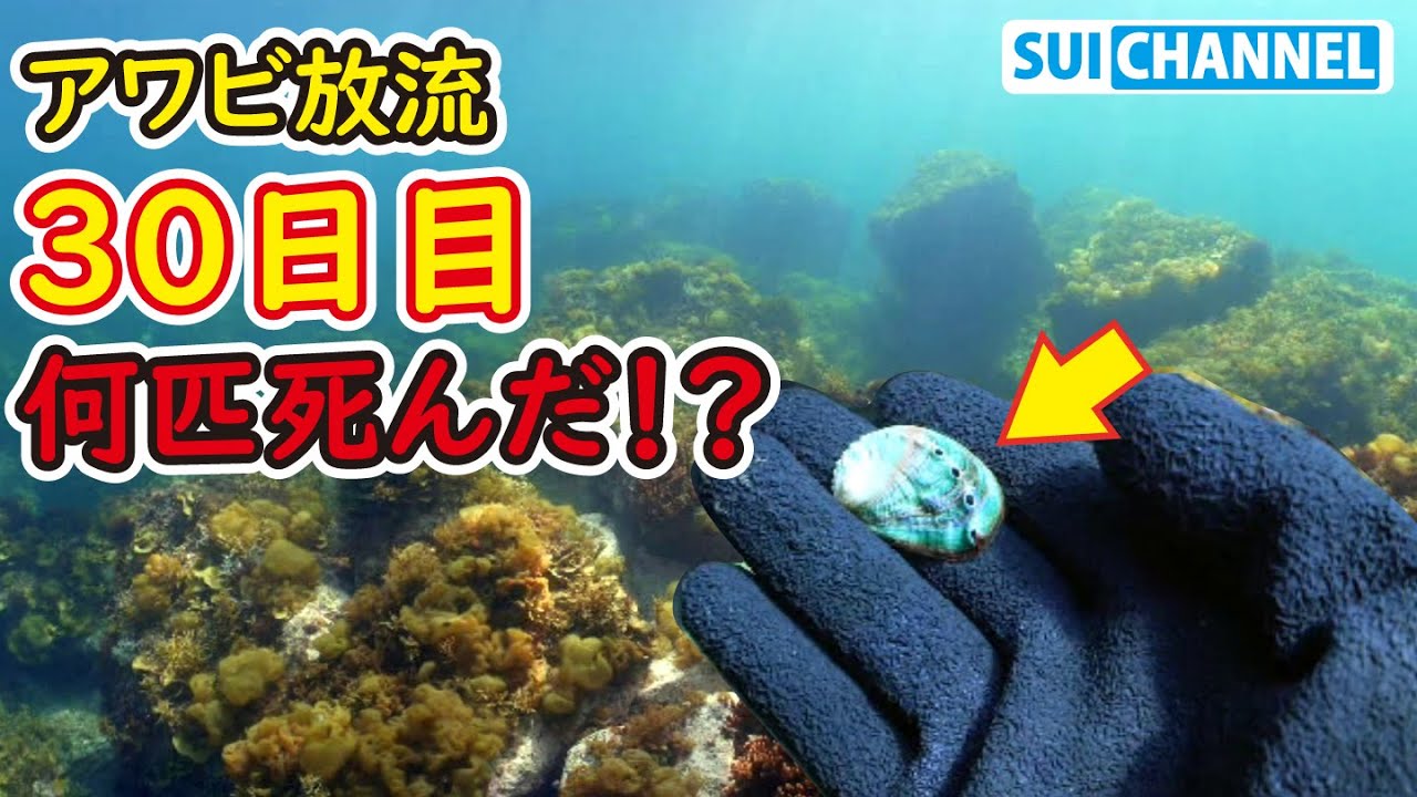 放流から1ヶ月！死んだアワビ殻を集めたら意外な事実が見えてきた！？【30日後】