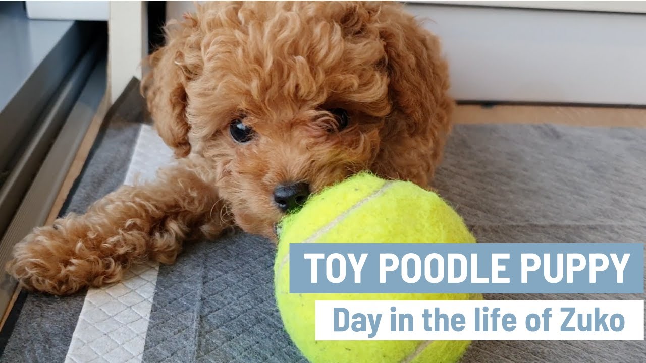 TOY POODLE PUPPY | Cute Toy Poodles | Mini Poodle Puppy | Day in the life of Zuko