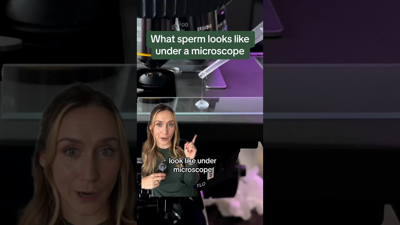Sperm under a microscope & #pregnant  #pregnantlife #ttc #conceived #fertilityjourney #fertility