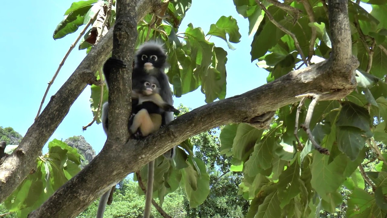 Dusky Langur (Dusky Leaf Monkey)