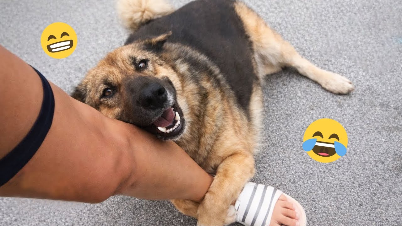 You Can’t Stop Laughing At These Dogs 🤣 FUNNIEST DOGS Video 2025 #24