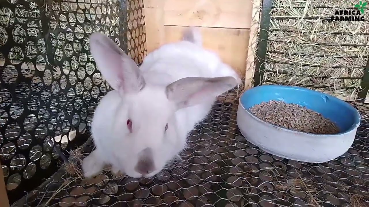 Best rabbit cage design || 12 rooms rabbit cage || rabbit farming | AFRICA FARMING!!!