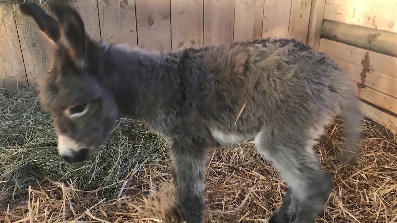Weiteres Tierschutz-Eselbaby auf Gut Aiderbichl Ranch geboren!