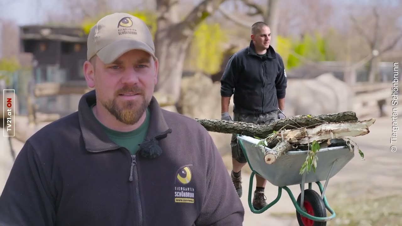 20 Jahre Nashorn Botschafter  Schönbrunn feiert bewegendes Jubiläum