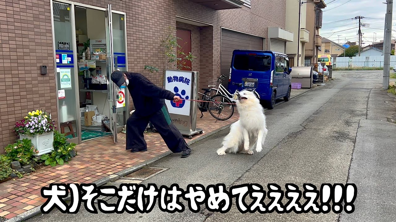 病院が嫌いすぎて必死の抵抗をみせる超大型犬【恐怖の注射編】