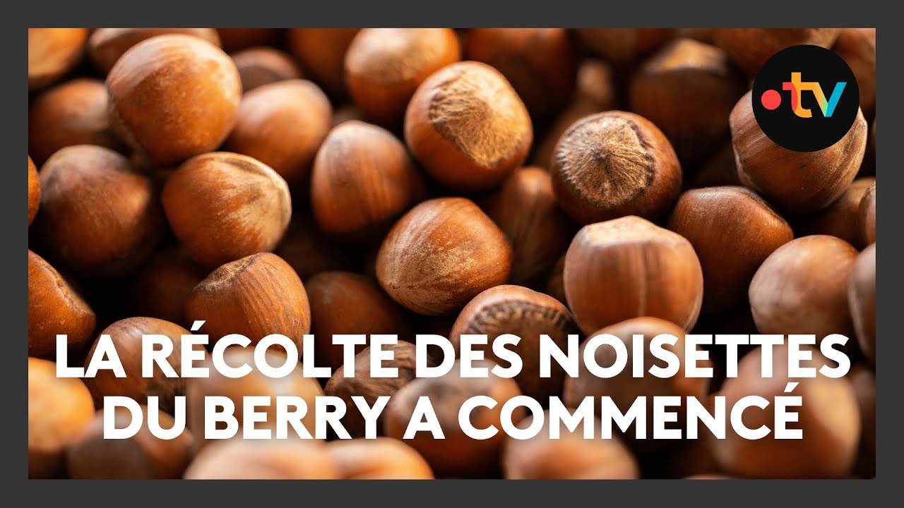 Récolte des noisettes du Berry, entre coups de chaud et conversion bio