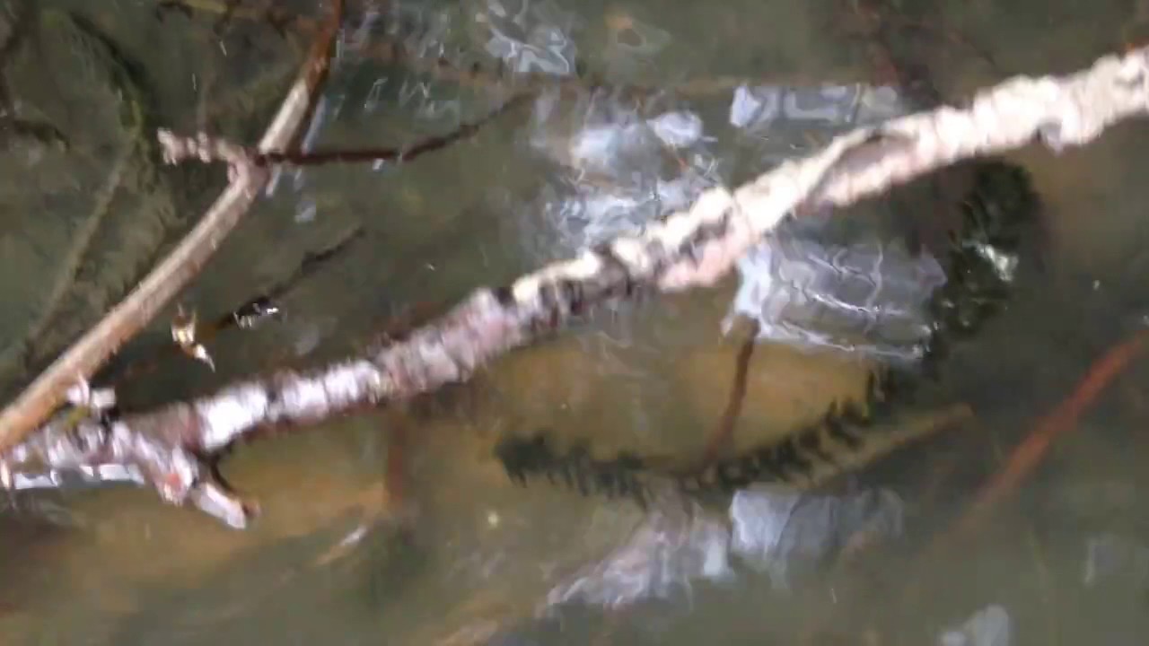 Vidéo de la Fédération de Pêche des Deux-Sèvres