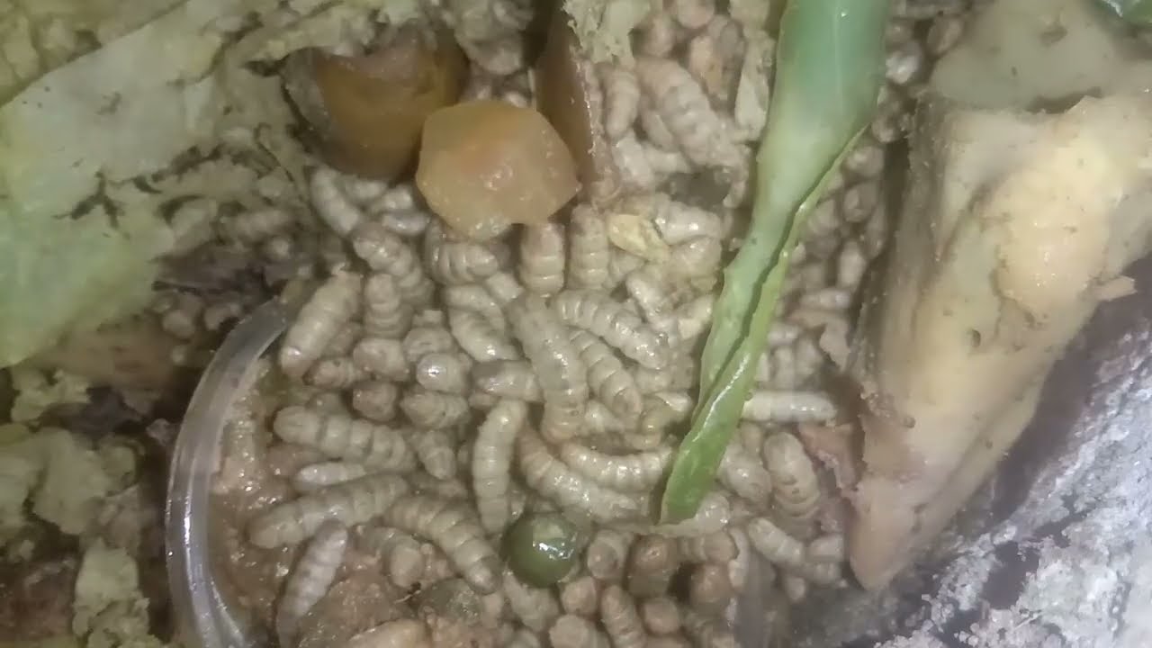শিক্ষানীয় একটি ভিডিও ব্ল্যাক সোলজার মাদার পোকা কিভাবে হয় নতুন ও পুরাতন সবার জন্য  black soldier
