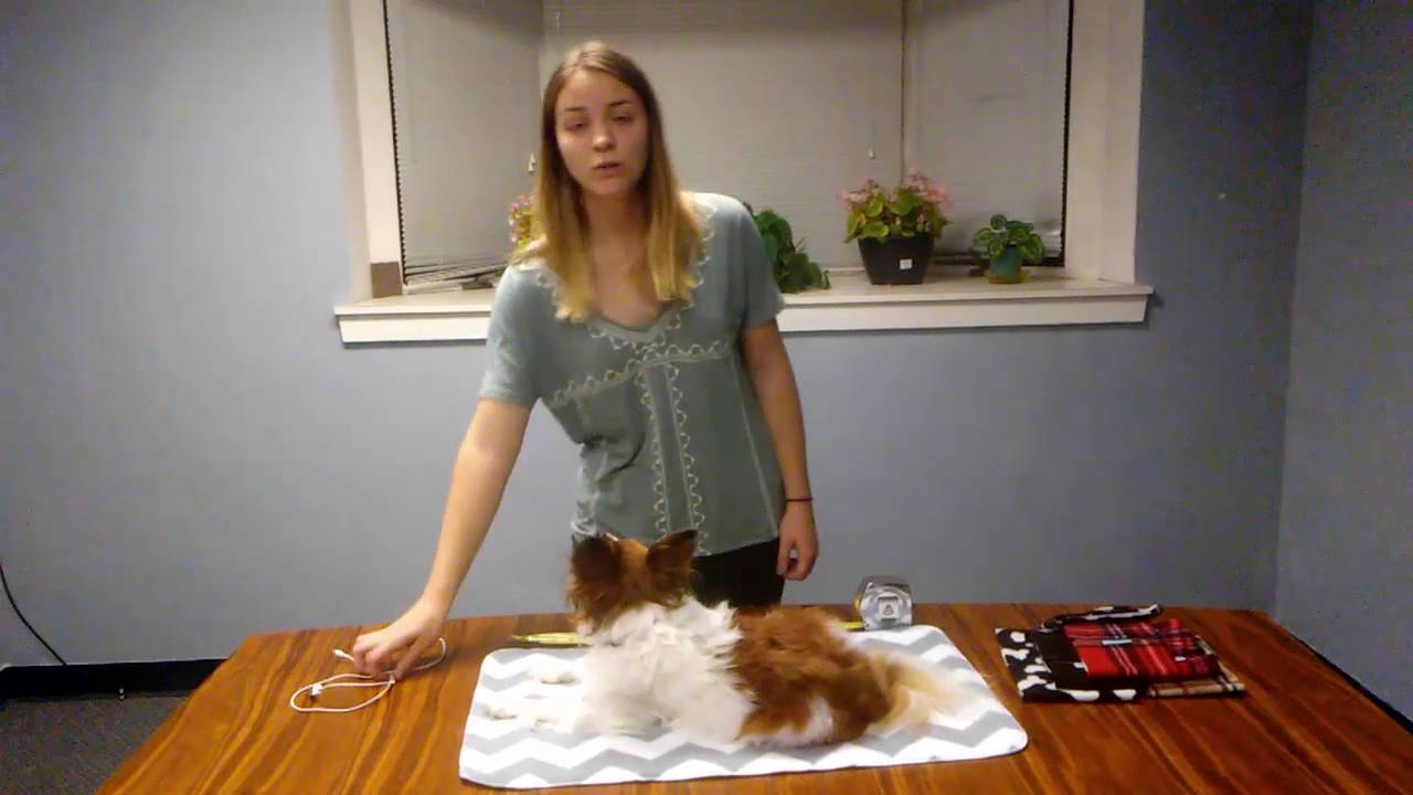 How to Measure Your Dog for a Belly Band
