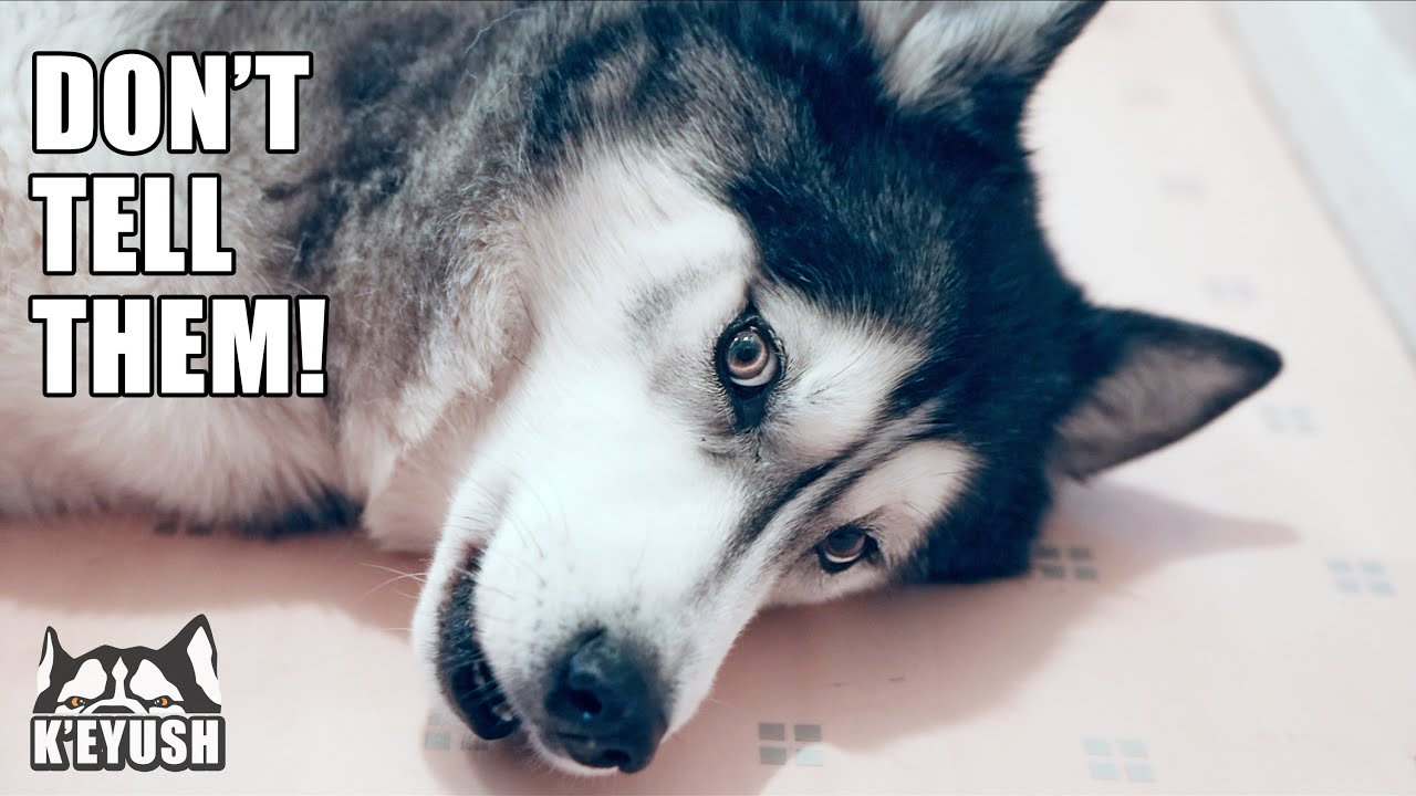 Unwell Husky Doesn’t Want Me To Tell You!