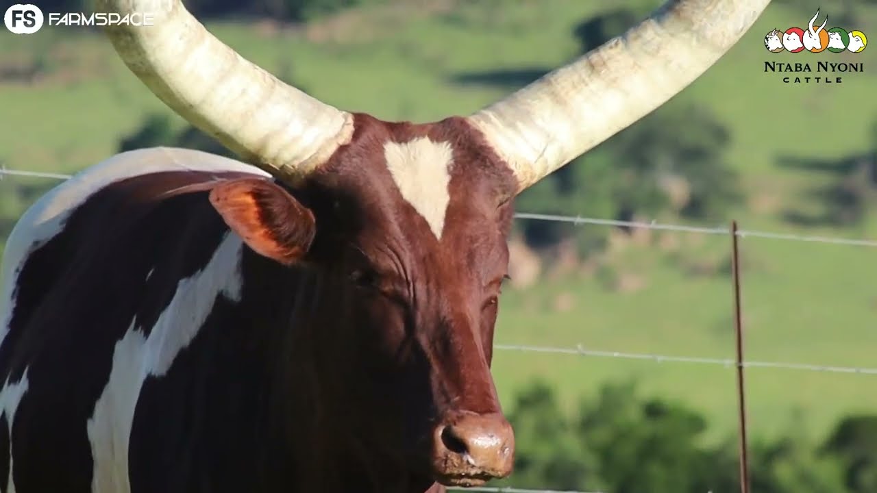 Ntaba Nyoni Ankole - Jessica explains how to approach this breed and what is important.