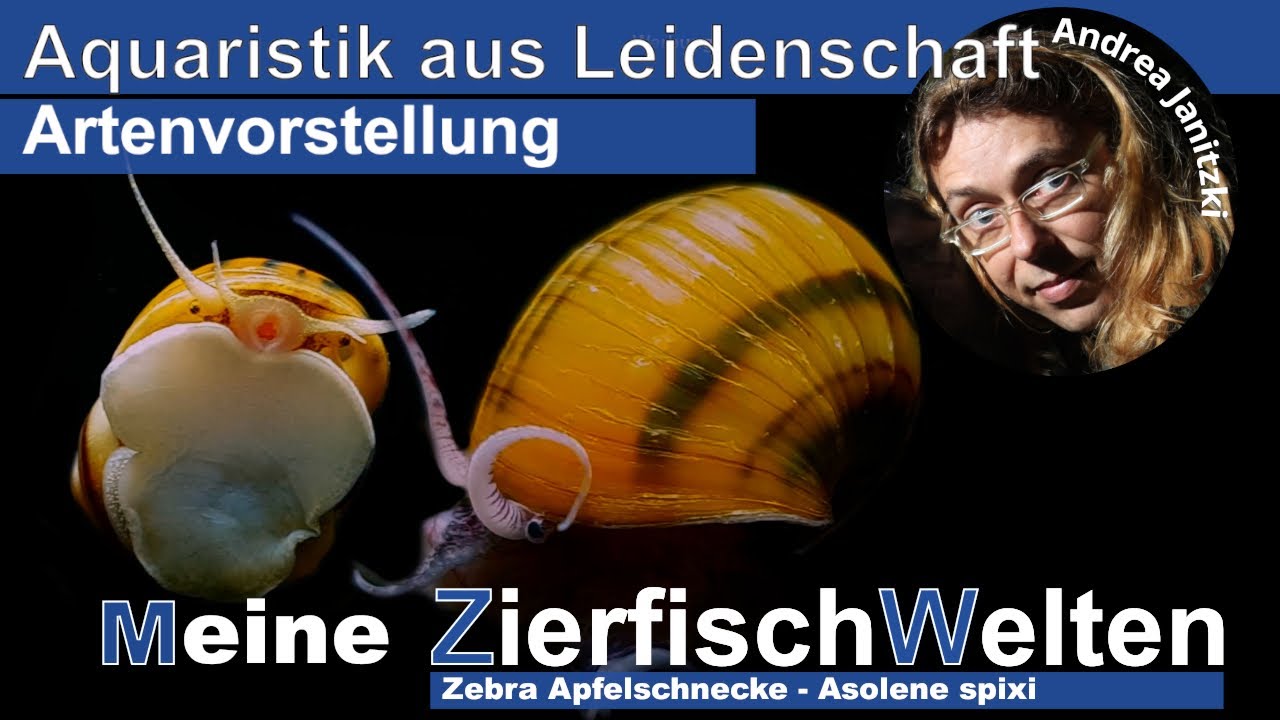 Meine ZierfischWelten - Zebra Apfelschnecke - Asolene spixi