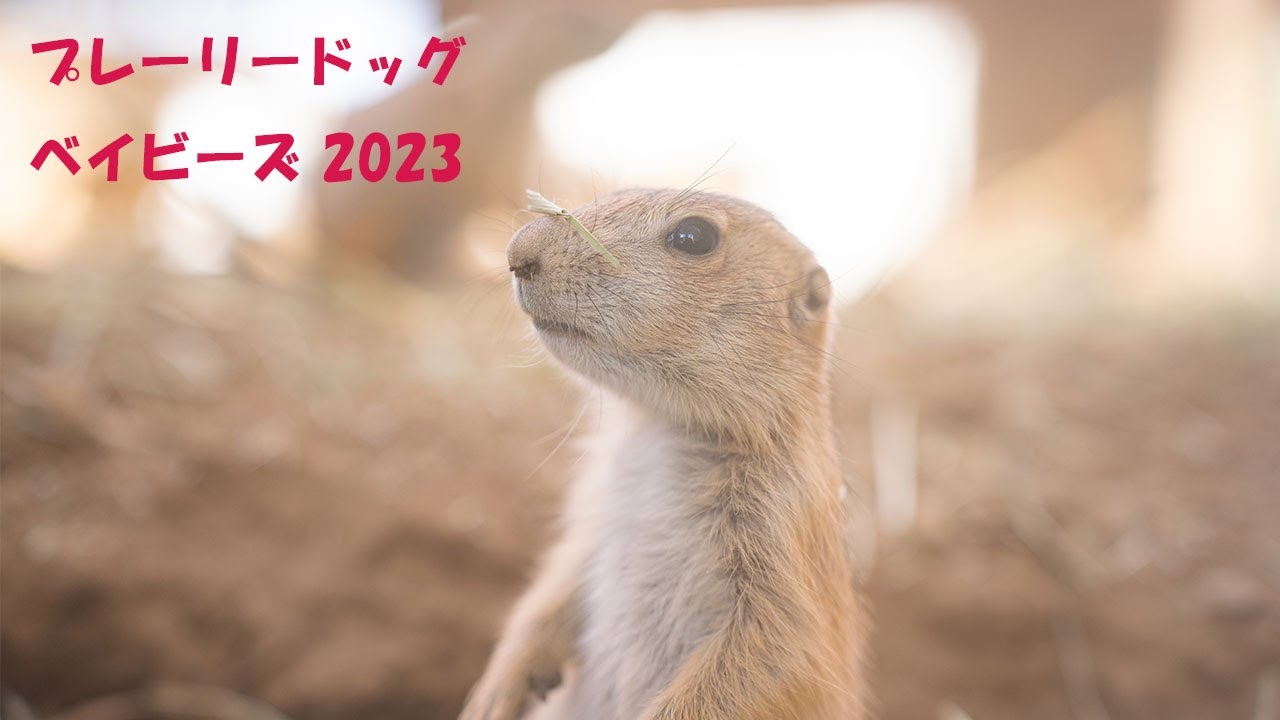 プレーリードッグベイビーズ 2023 / Prairie Dogs' Babies 2023