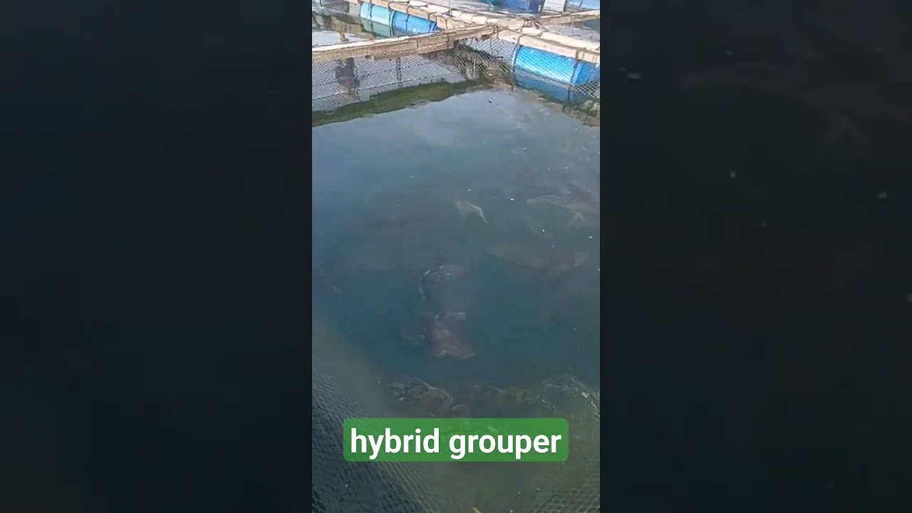 hybrid grouper in fish pen #fishfarming #seafood #grouper