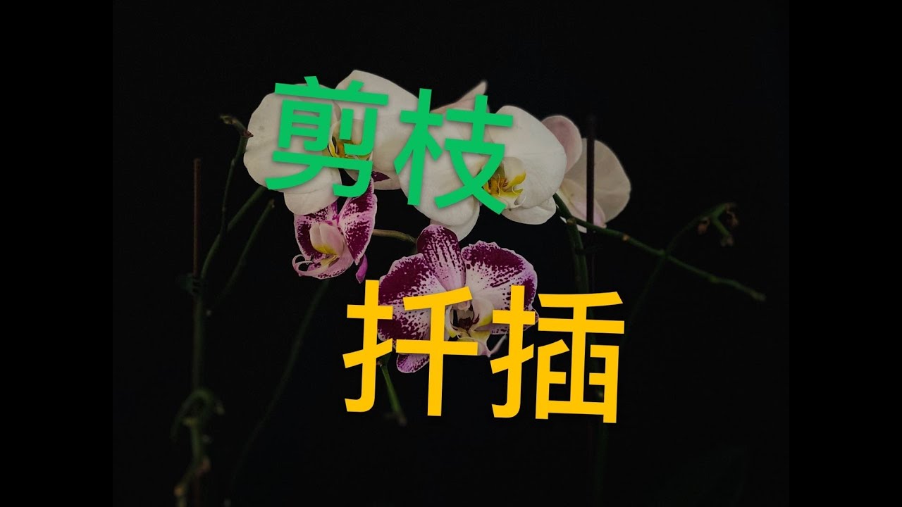 【19172】蝴蝶兰育苗/剪枝扦插，花谢之后老花梗繁殖小苗，超级详细版，How to apply keiki paste// 静姐说花181