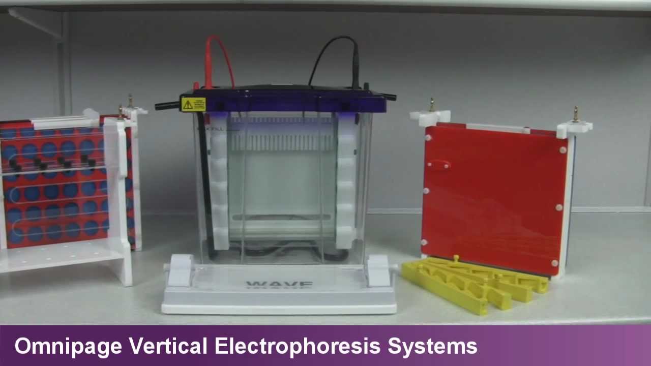 The wave large format vertical electrophoresis system