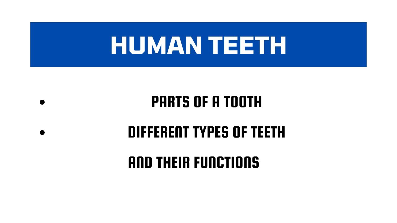 Class 5 Science Ch 4 - Human Teeth | Types of Teeth | Parts of a Tooth for Class 5 CBSE