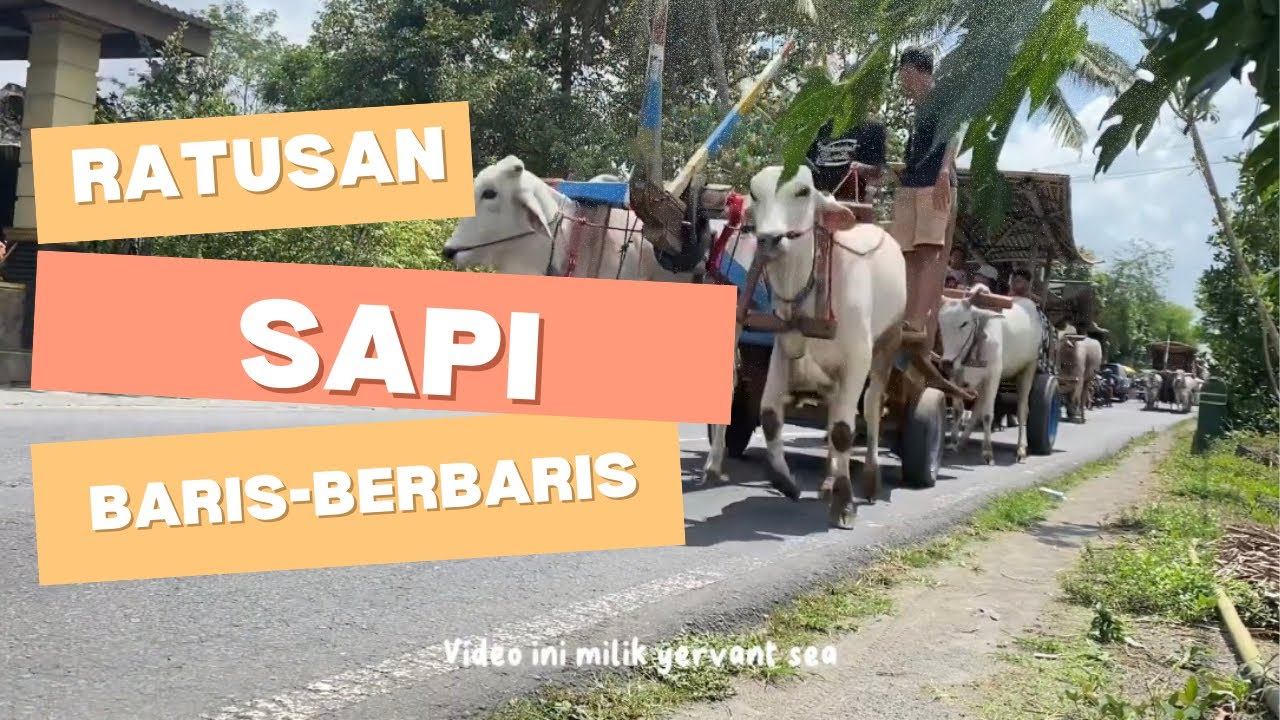 FESTIVAL GEROBAK SAPI PAGUYUBAN MANUNGGAL LESTARI || NOVEMBER 2025