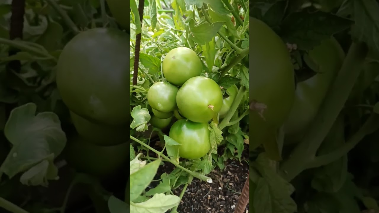 TOMATES verdes!!! &iquest;Que podemos hacer con ellos? @Volveralcampo #shorts
