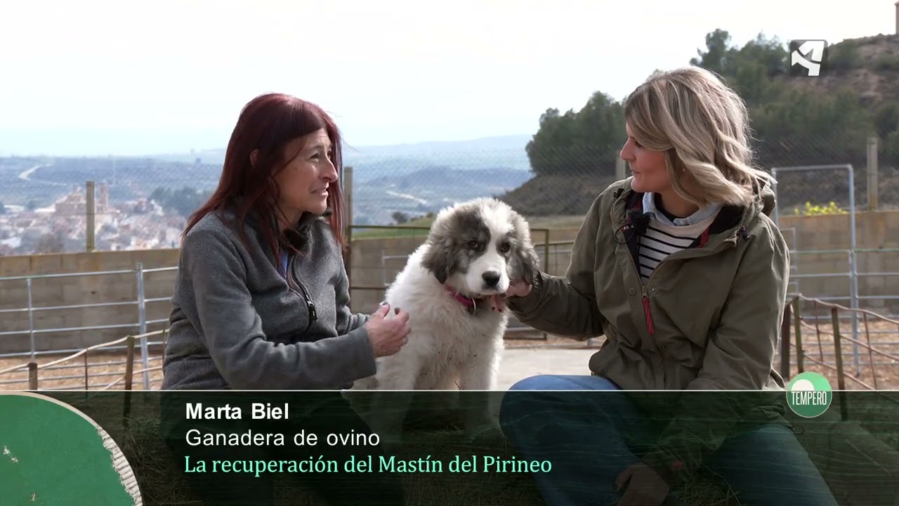La recuperación del Mastín del Pirineo