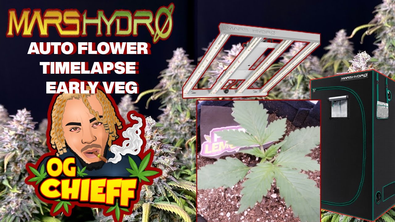 Mars Hydro FC-E3000 3x3 Budget Grow TIMELAPSE - Seed to Harvest  EARLY VEG