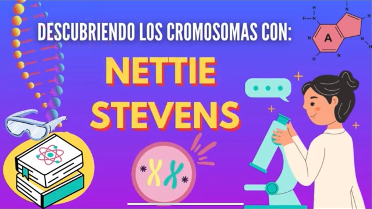 Descubriendo los Cromosomas con ¡NETTIE STEVENS! (proyecto 1)