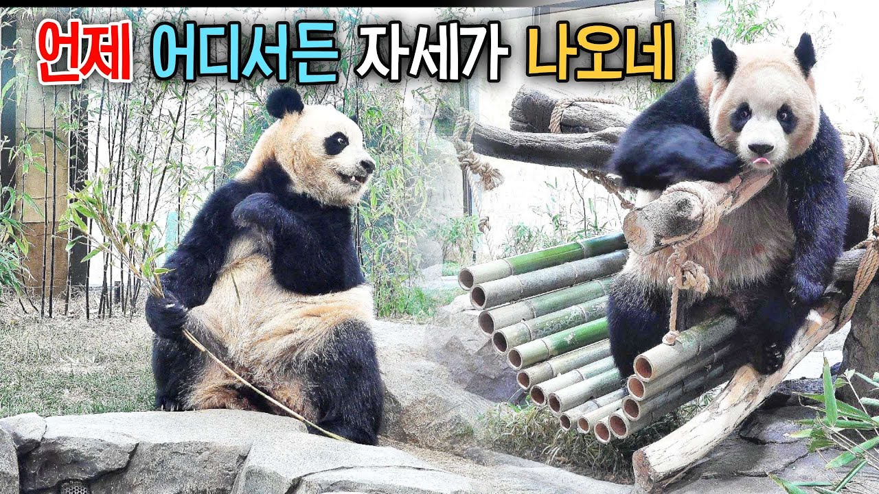 해먹의 용도를 제대로 이해한 똒순이 루이바오가 루이바오를 봐도 너무 완벽해