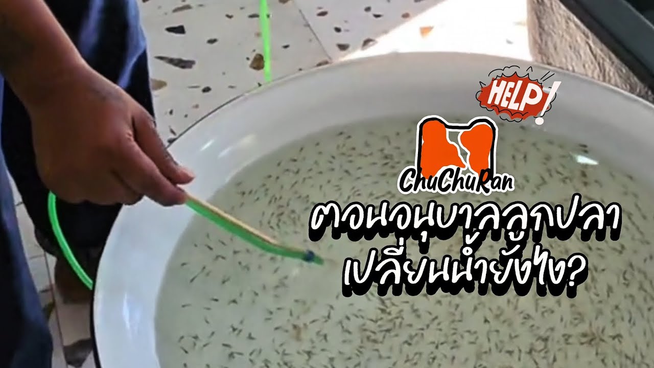 ขั้นตอนสำคัญ! เปลี่ยนน้ำลูกปลาแรกเกิด พลาด = เสีย รู้ | ชูชูรัน