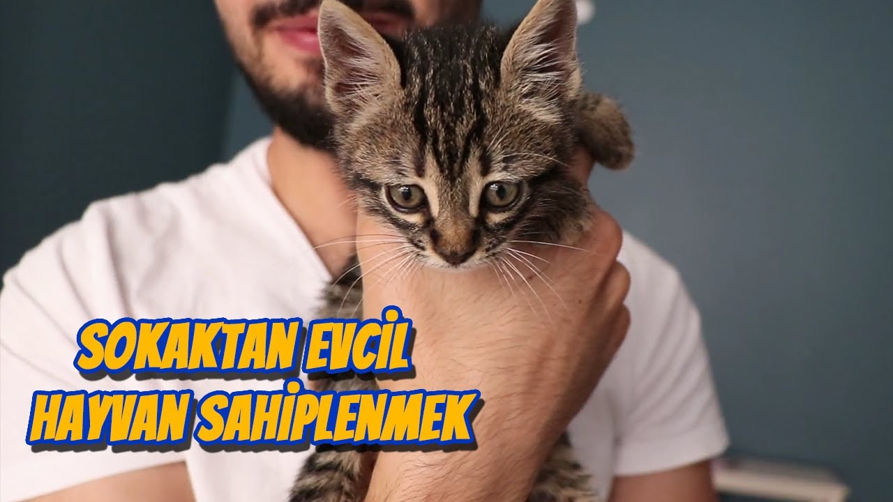 Sokaktan Evcil Hayvan Sahiplendiğinizde Yapmanız Gerekenler (SOKAKTAN KEDİ SAHİPLENMEK)
