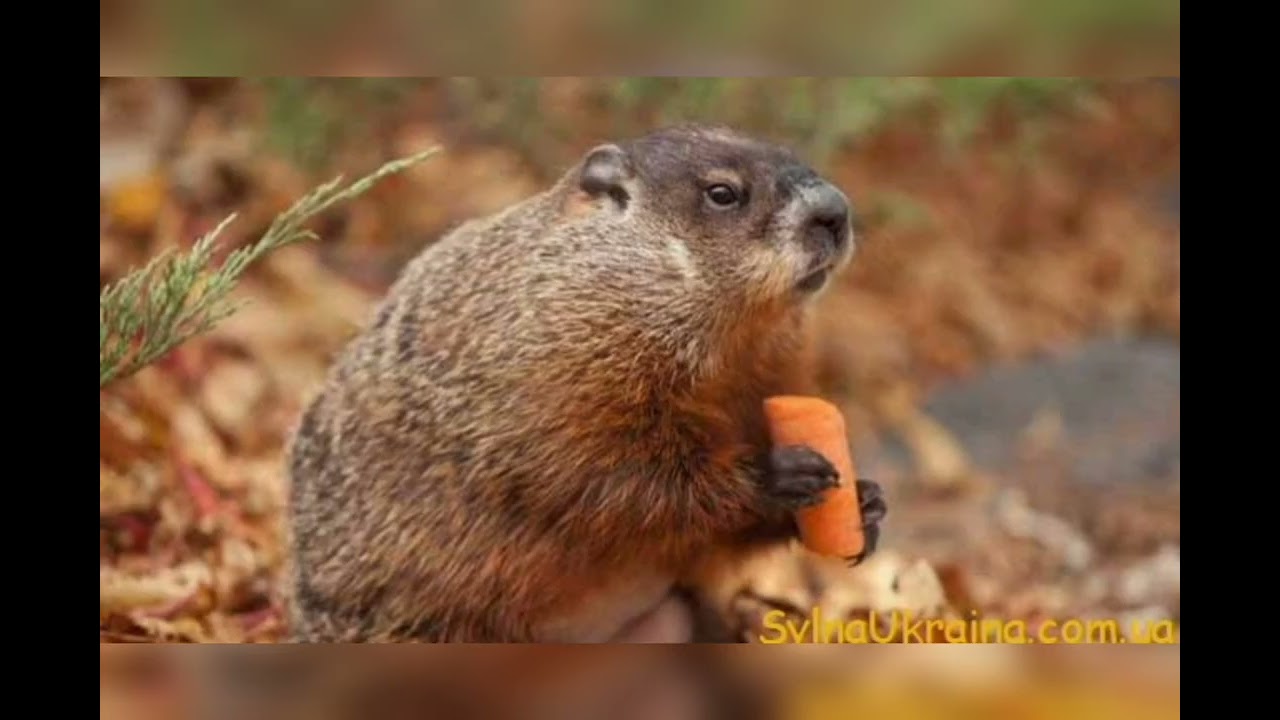 Спостереження за бабаком