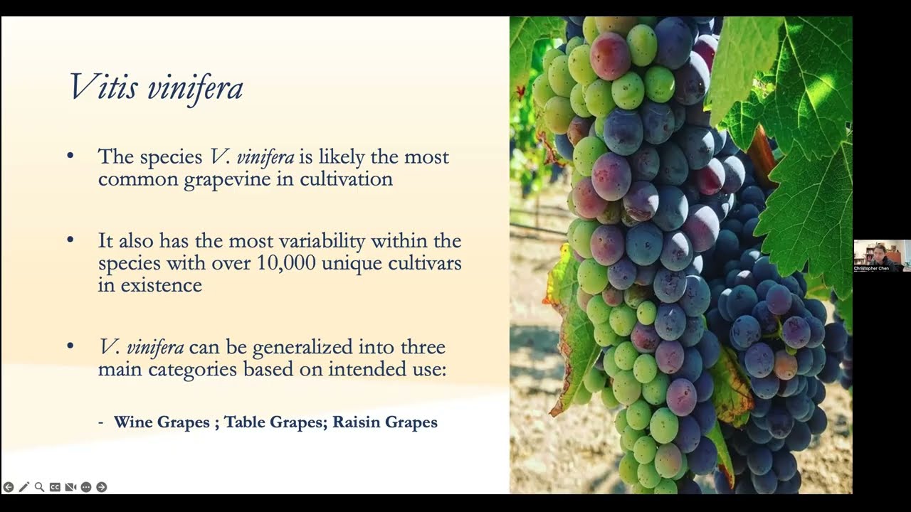 Table Grape Webinar Recording