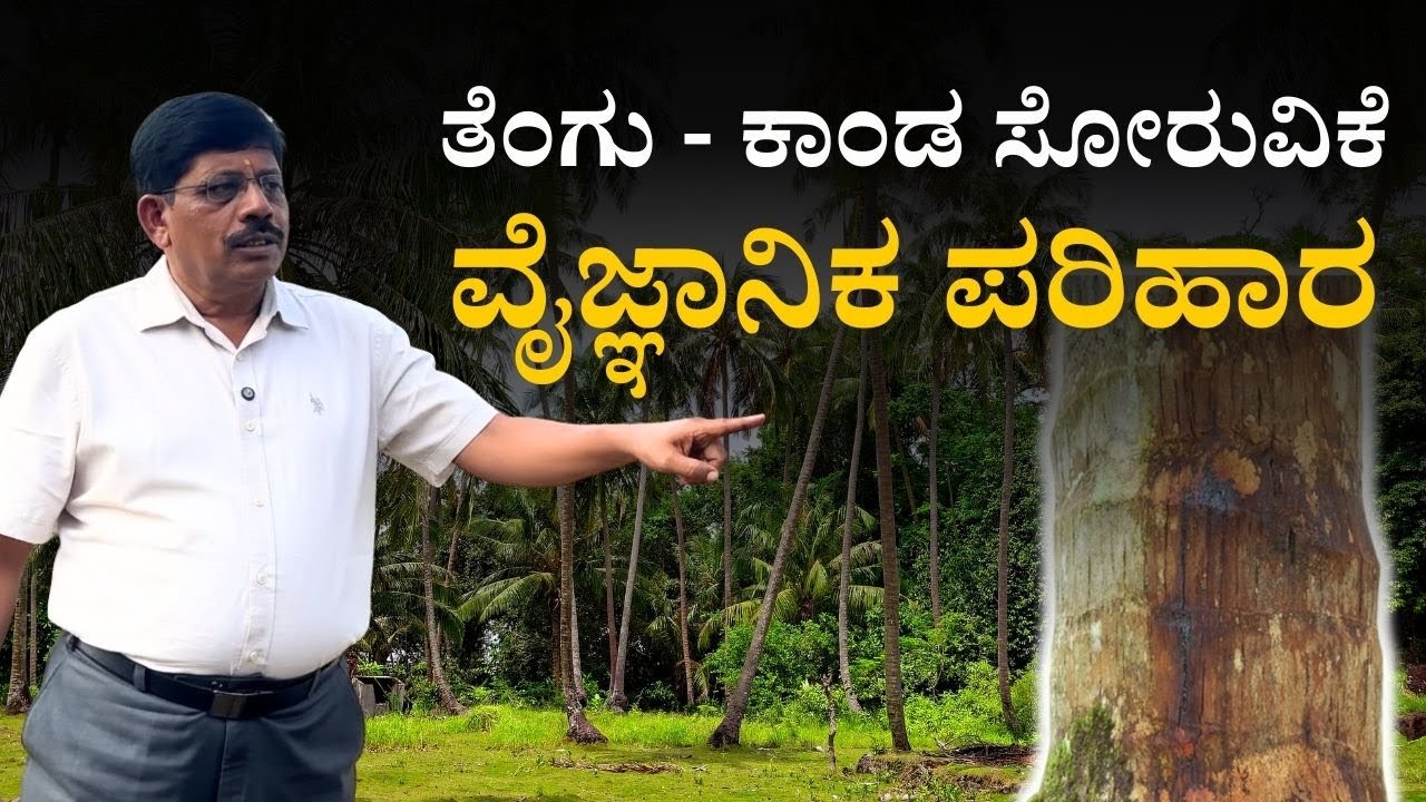 ತೆಂಗು - ಕಾಂಡ ಸೋರುವಿಕೆ: ಕಾರಣ & ಪರಿಹಾರ.