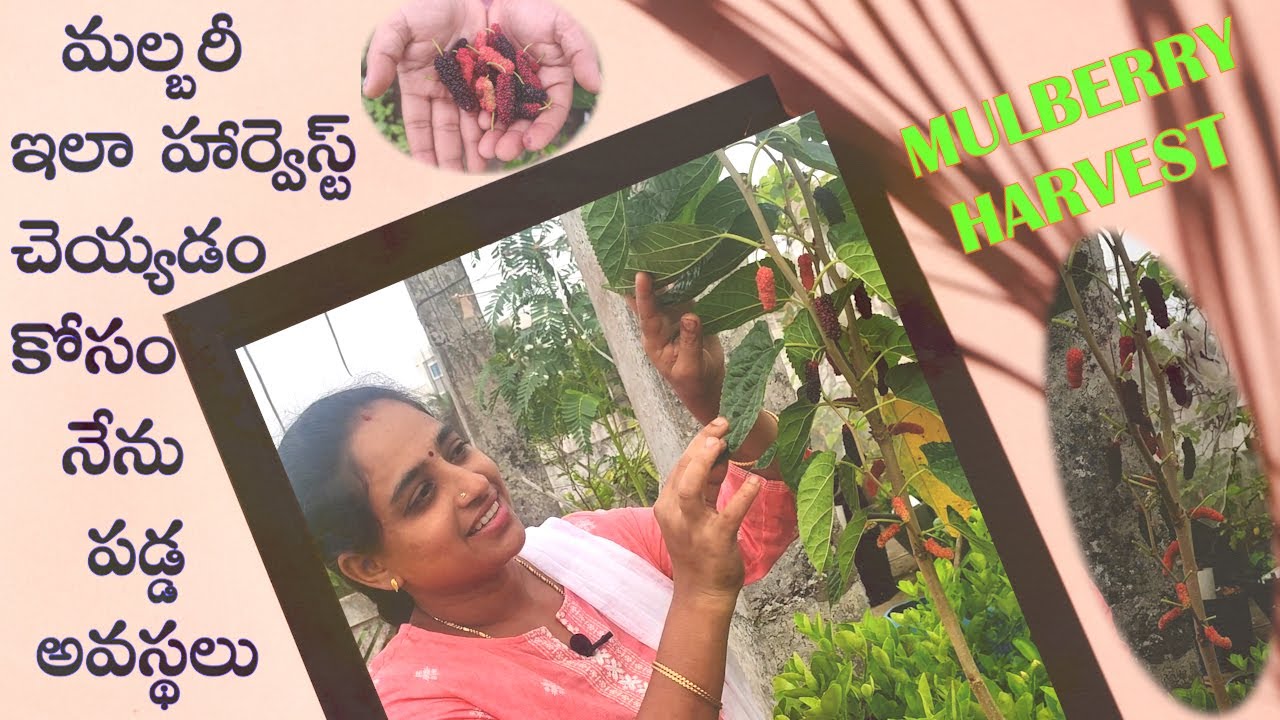 Mulberry Harvest || మిద్దెతోటలో మల్బరీ హార్వెస్ట్