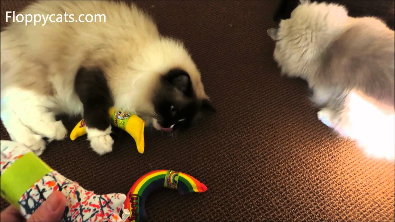 Ragdoll Cats Receive Yeowww! Catnip Toys Shipment - ねこ - ラグドール - Floppycats