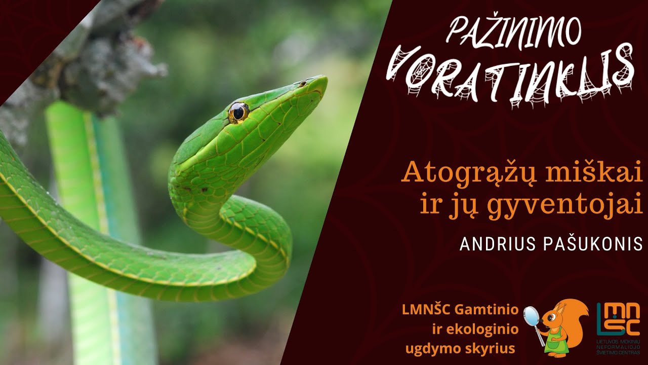 Pažinimo voratinklis: Atogrąžų mi&scaron;kai ir jų gyventojai (Andrius Pa&scaron;ukonis)