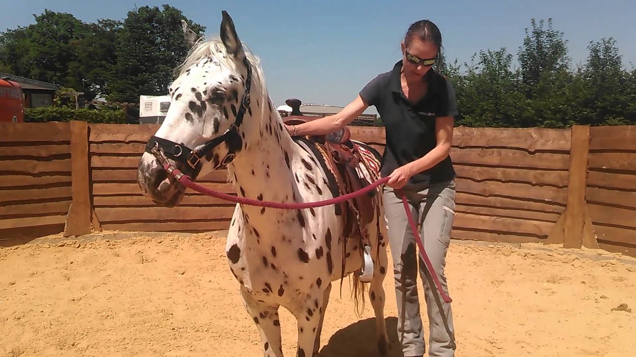 Appaloosa - Vorbereitung zum Anreiten