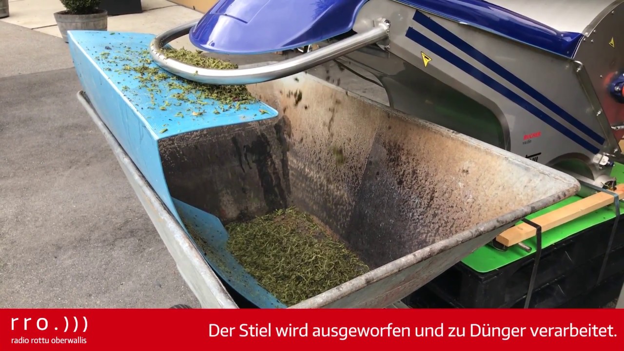 Weinernte im Oberwallis