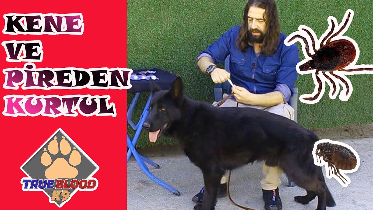 KÖPEKLERE DIŞ PARAZİT UYGULAMASI KÖPEKLERDE PİRE VE KENELERDEN KURTULMA