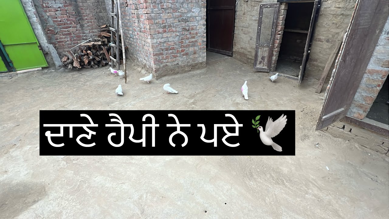 ਅੱਜ ਵੀ ਮੈ ਲੇਟ ਹੋ ਗਿਆ ਸੀ ॥ ਸਾਮ ਦਾਣਾ ਪਾਣੀ ਹੈਪੀ ਨੇ ਹੀ ਕਰਿਆ 🕊️॥ ਦੋਖੇ ਵਿਡਿਉ 🙏🏻॥ @laddisharma290 
