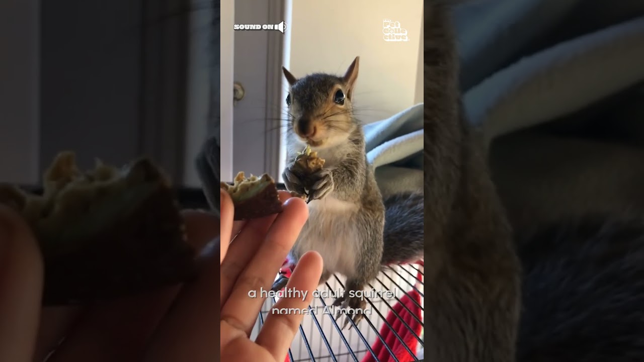 Adorable Baby Squirrel Nursed Back to Health!