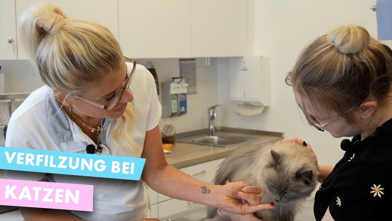 Doc Polly - Verfilzung bei Katzen 🐈