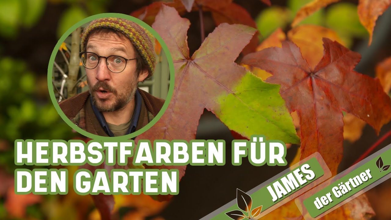 Diese Sträucher haben besonders schön gefärbtes Laub im Herbst I James der Gärtner
