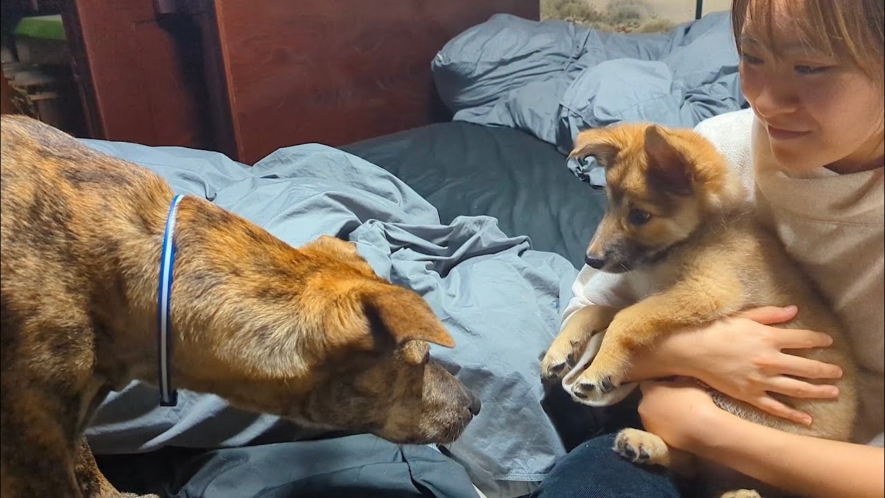 元猟犬が野犬子犬と初めて遊ぶまで
